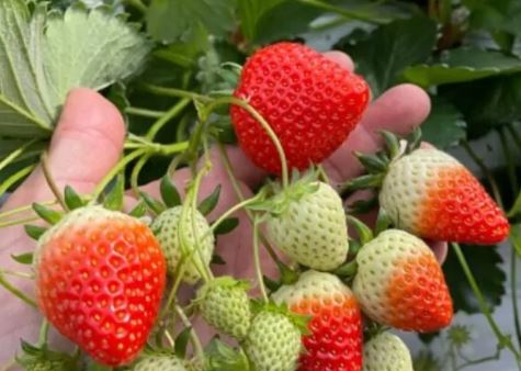 ALCOHOL C-6 ( CAS: 111-27-3)