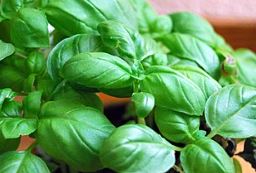 BASILIC GRAND VERT HE 020510 (EGYPTE) CAS: 84775-71-3