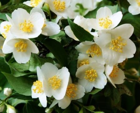 BENZYL ACETONE ( CAS: 2550-26-7 )