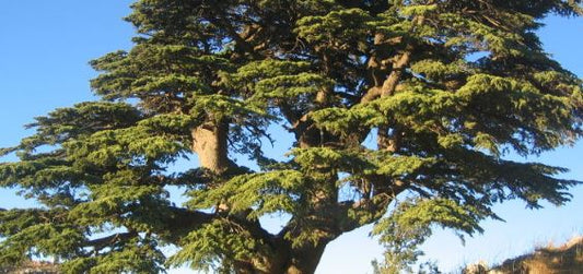 CEDROL CRIST (CAS: 77˗53˗2)