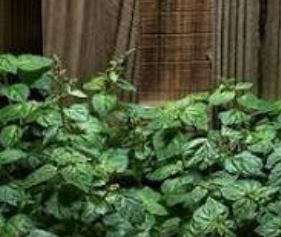 CLEARWOOD® 970953 (CAS: 1450625-49-6)