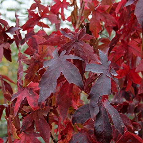 STYRAX RESINOIDE FAIBLE TENEUR EN STYRENE (Cas: 8046-19-3)