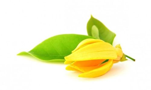 YLANG EXTRA ESSENCE (COMORES) (Cas: 8006-81-3)