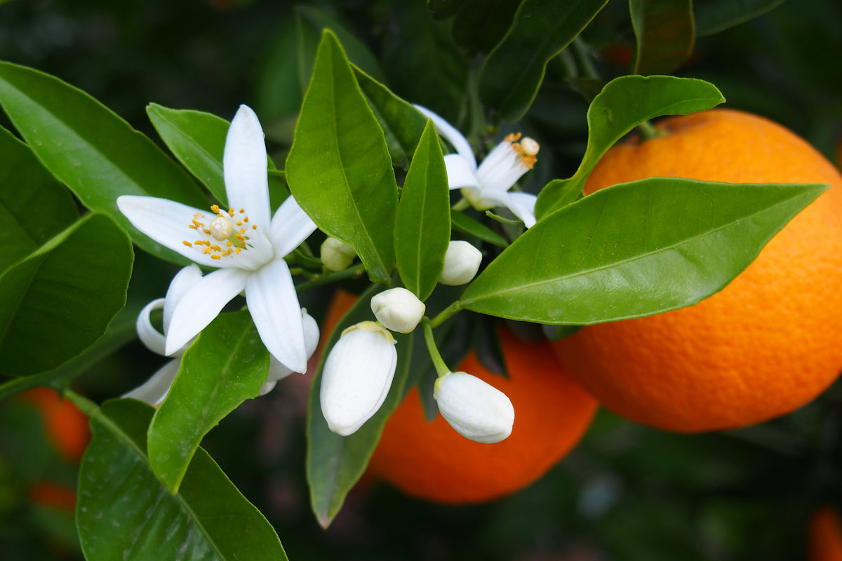 NEROLI (EGYPTE) (Cas: 72968-50-4)