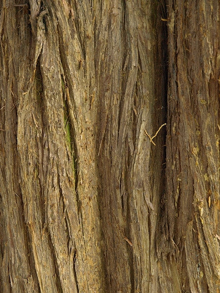 CARDAMOME ESSENCE (GUATEMALA) (Cas: 8000-66-6)