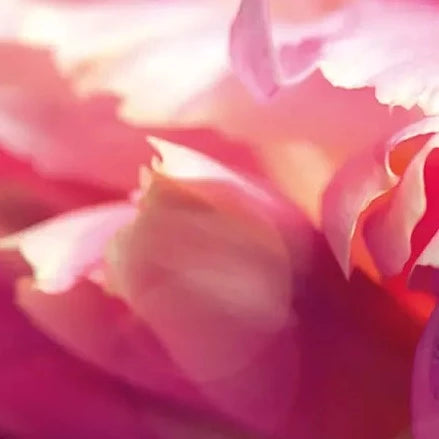 HEXYL SALICYLATE (Cas: 6259˗76˗3)