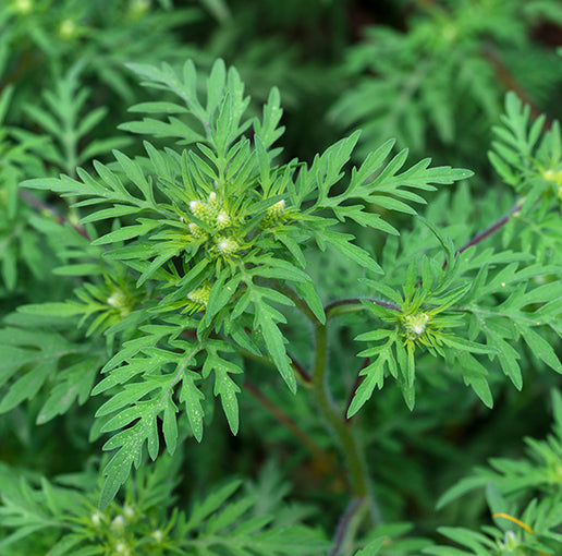 DAVANA HE (Cas: 8016-03-3)