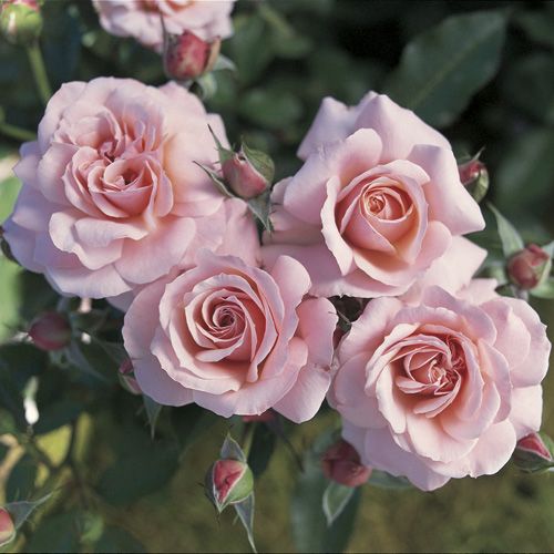 ROSE (TURQUIE) (Cas: 8007-01-0)