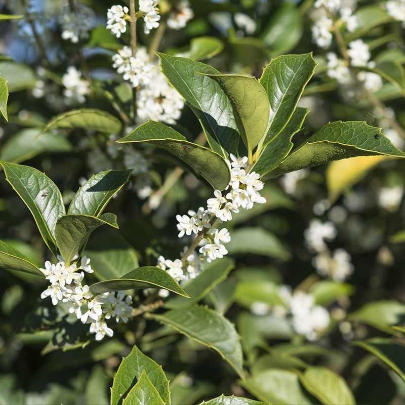 OSMANTHUS ABSOLUE (CHINE) (Cas: 68917-05-5)